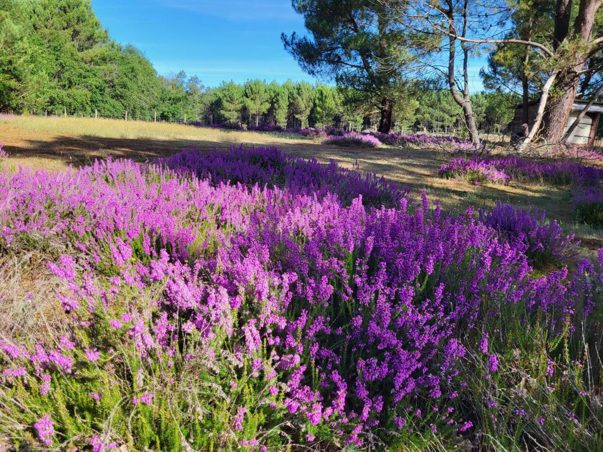 Domaine De La Sarrotte Bed & Breakfast Saugon Bagian luar foto